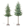 Blue Spruce Alpine Tree 6′ Or 7′
