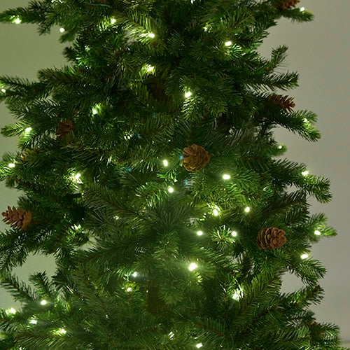 Slender Glenville Spruce Tree St. Nicks