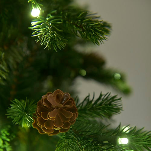 Slender Glenville Spruce Tree St. Nicks