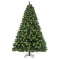 Scotch Pine Christmas Tree SALE