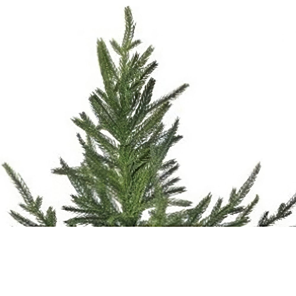 Norfolk Pine Natural Touch Potted Trees