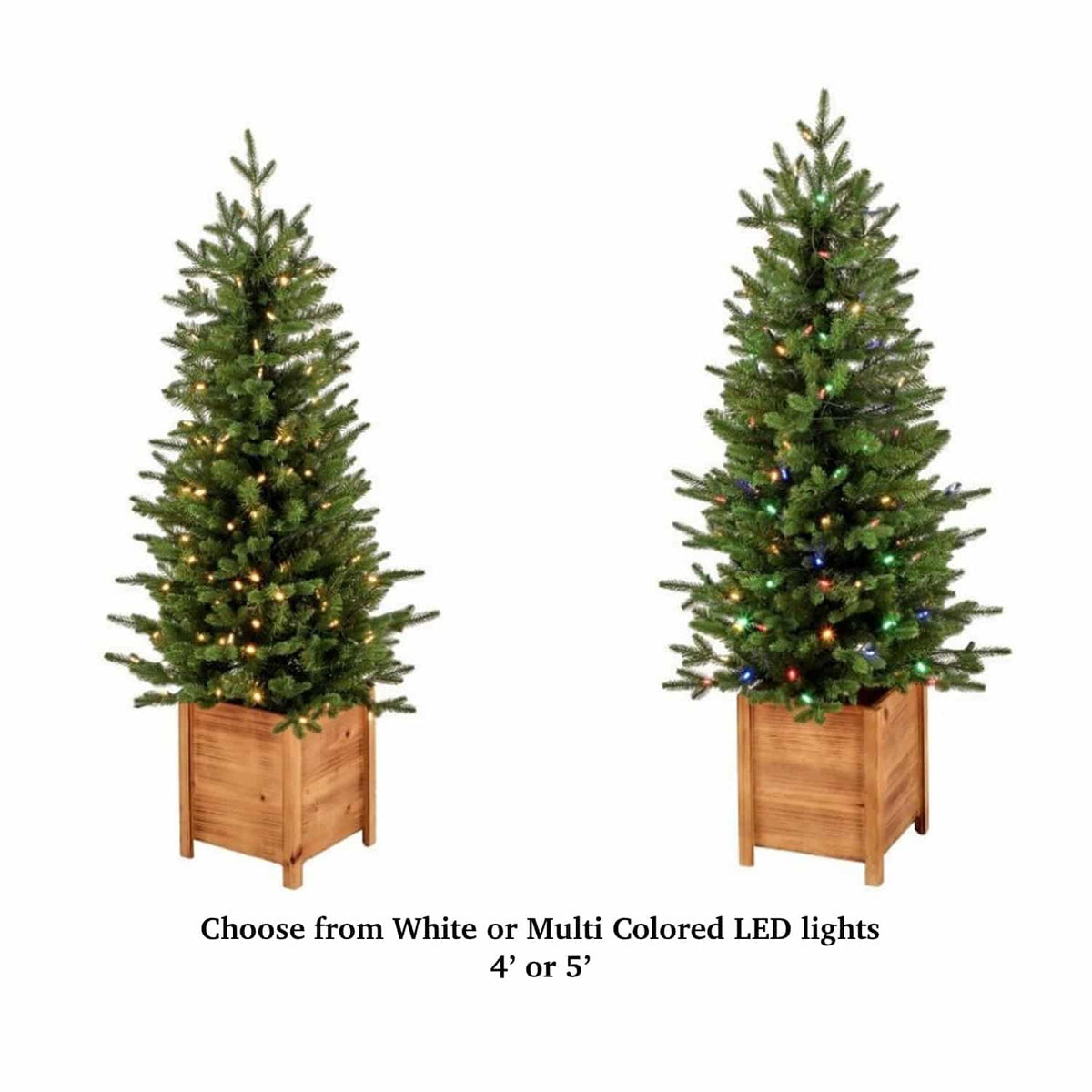 Potted Pine Tree Two Sizes Two Colors