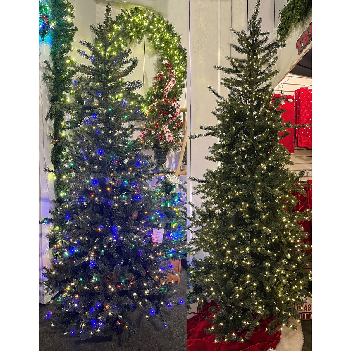 Slender Grand Spruce Brilliant LED Dimmer Sale!