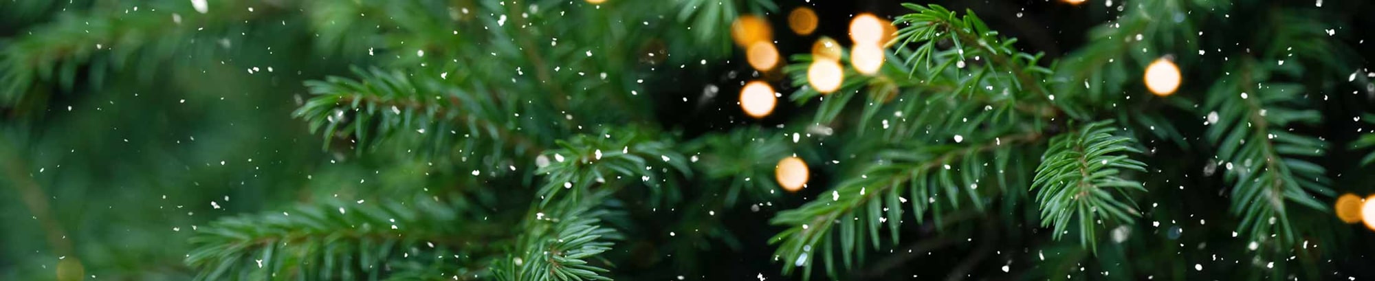 A Forest Of Trees In Stock!